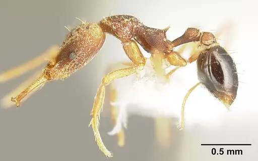 Strumigenys sevesta - INB0003211882