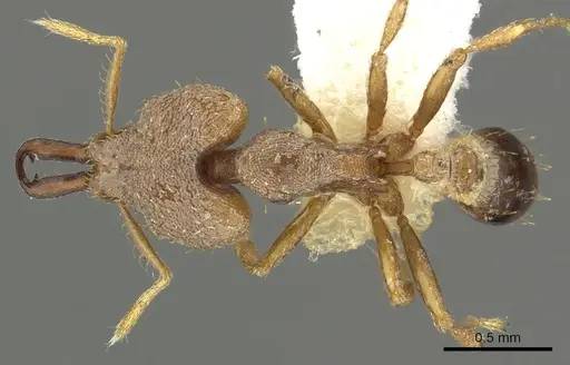Strumigenys seynoka specimen