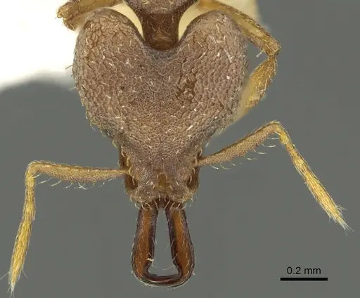 Strumigenys seynoka specimen