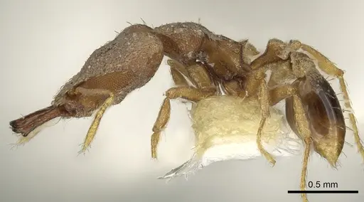 Strumigenys seynoka specimen