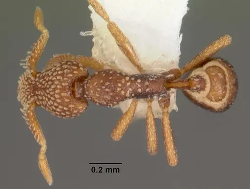 Strumigenys sharra specimen