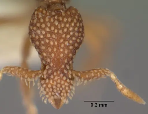 Strumigenys sharra specimen