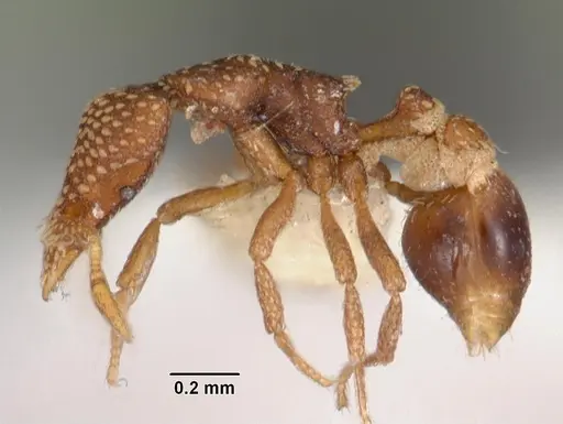 Strumigenys sharra specimen