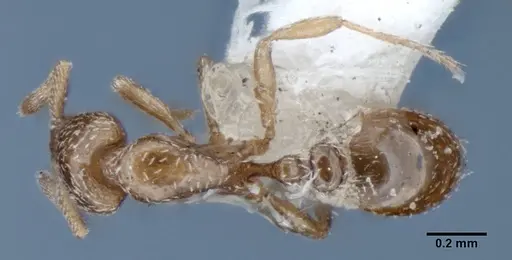 Strumigenys shattucki specimen