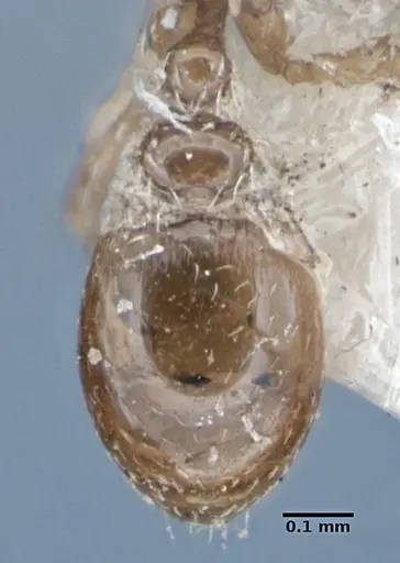 Strumigenys shattucki specimen