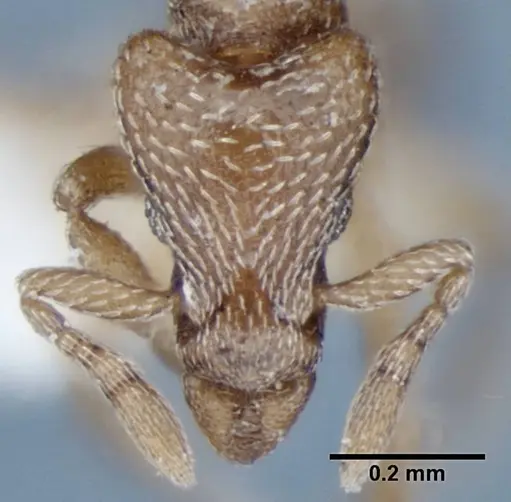 Strumigenys shattucki specimen