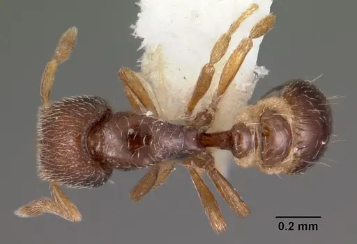 Strumigenys shaula specimen