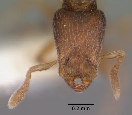 Strumigenys shaula specimen