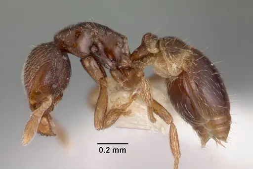 Strumigenys shaula specimen