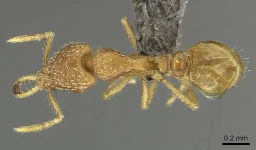 Strumigenys shaula - CASENT0235721