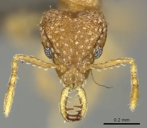 Strumigenys shaula - CASENT0235721