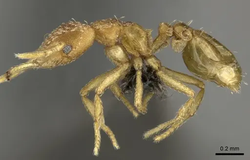 Strumigenys shaula - CASENT0235721