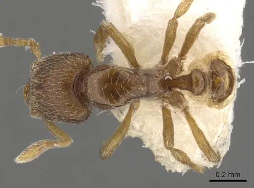 Strumigenys shaula - CASENT0900050