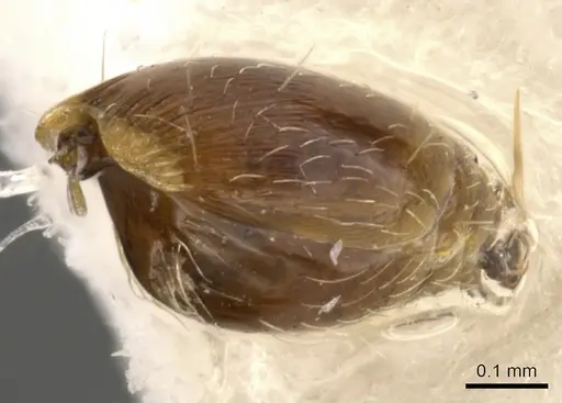 Strumigenys shaula - CASENT0900050