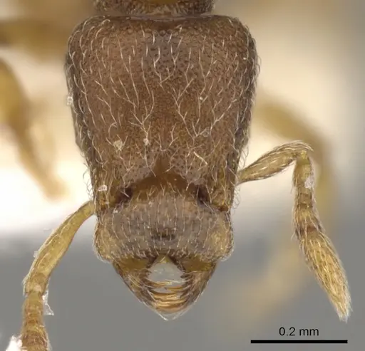 Strumigenys shaula - CASENT0900050