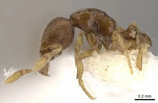 Strumigenys shaula - CASENT0900050