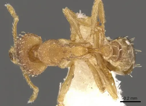 Strumigenys shaula - CASENT0900600