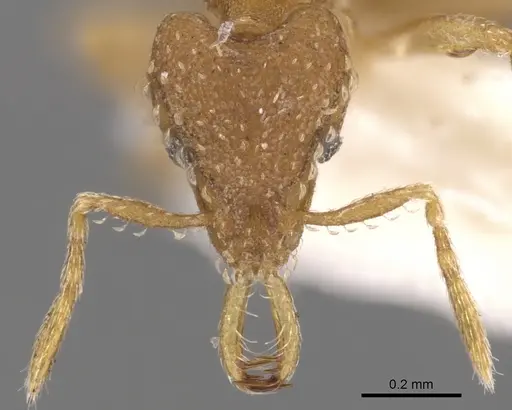 Strumigenys shaula - CASENT0900600