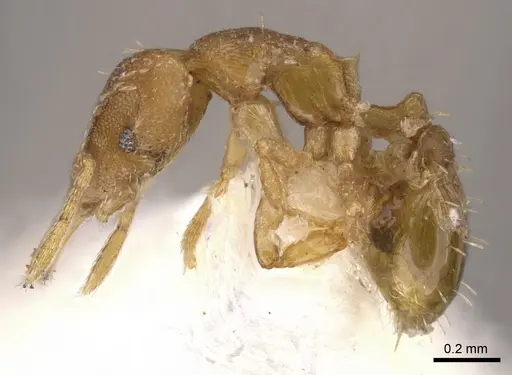 Strumigenys shaula - CASENT0900600