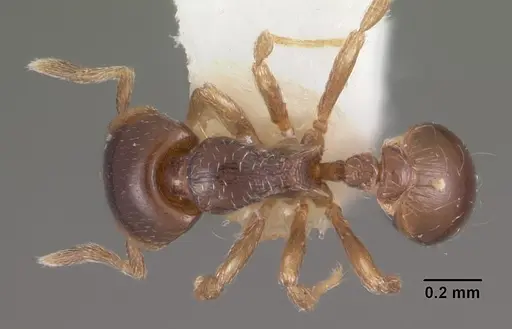 Strumigenys siagodens specimen