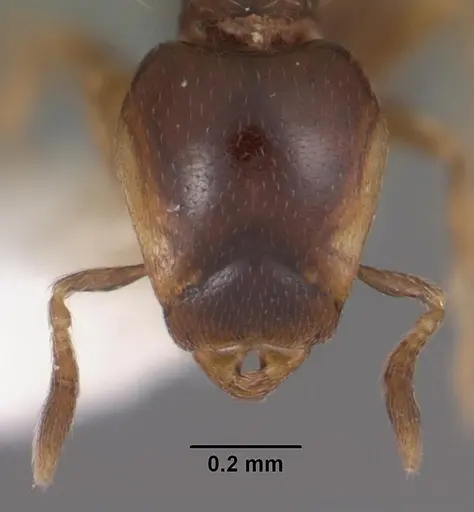 Strumigenys siagodens specimen