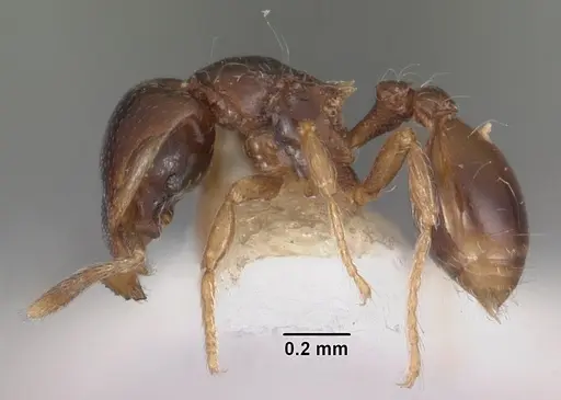 Strumigenys siagodens specimen