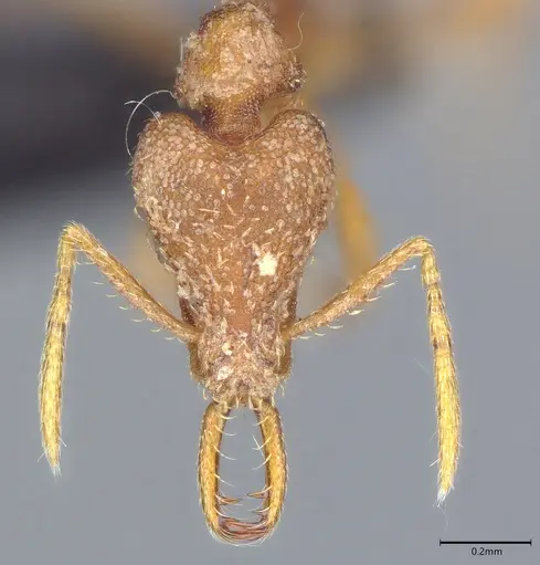 Strumigenys sibyna specimen