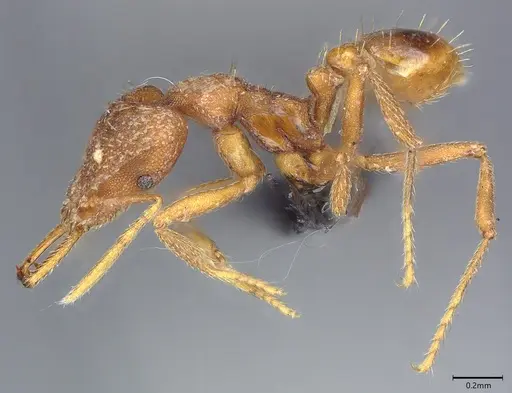 Strumigenys sibyna specimen