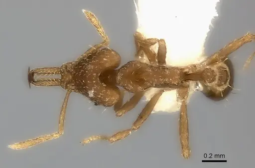 Strumigenys signeae specimen