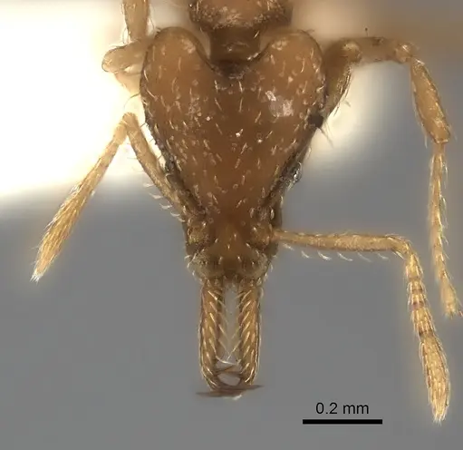 Strumigenys signeae specimen