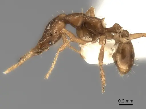 Strumigenys signeae specimen