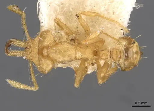 Strumigenys signeae - CASENT0909319