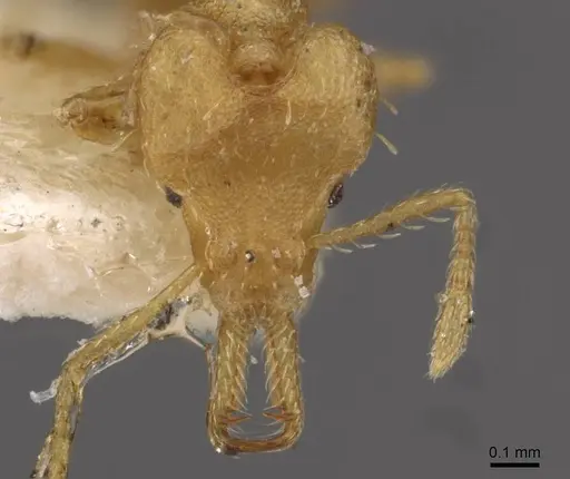 Strumigenys signeae - CASENT0909319