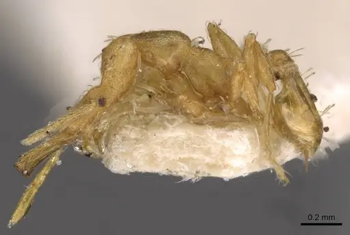 Strumigenys signeae - CASENT0909319