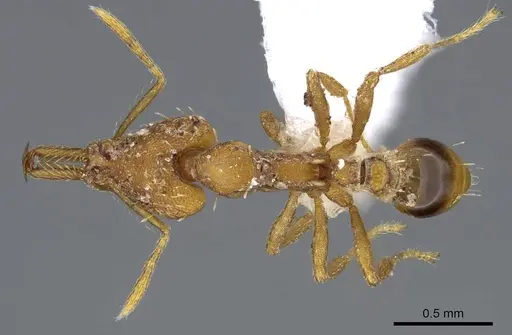 Strumigenys signeae - CASENT0914870