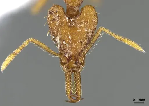 Strumigenys signeae - CASENT0914870