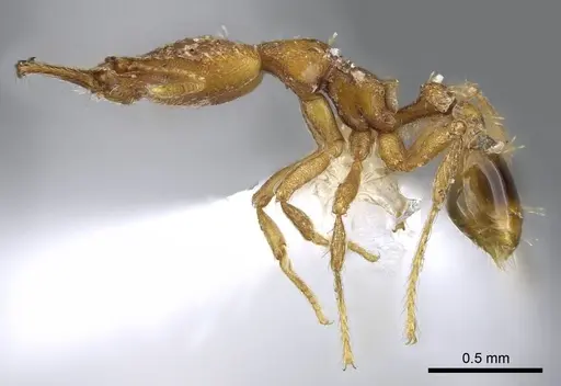 Strumigenys signeae - CASENT0914870