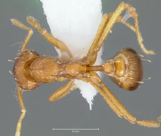 Strumigenys simoni specimen