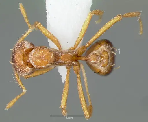 Strumigenys simoni specimen