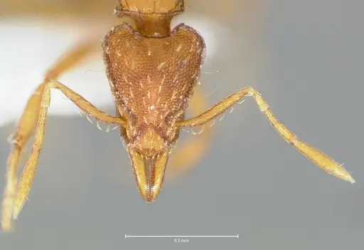 Strumigenys simoni specimen