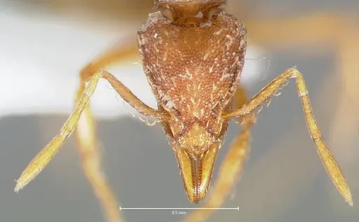 Strumigenys simoni - CASENT0005997