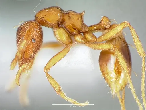 Strumigenys simoni - CASENT0005997