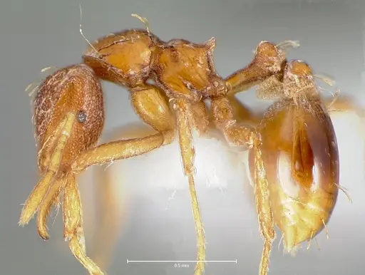 Strumigenys simoni - CASENT0005997