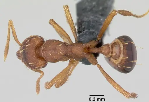 Strumigenys simoni - CASENT0060533