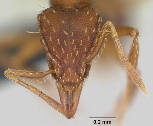 Strumigenys simoni - CASENT0060533