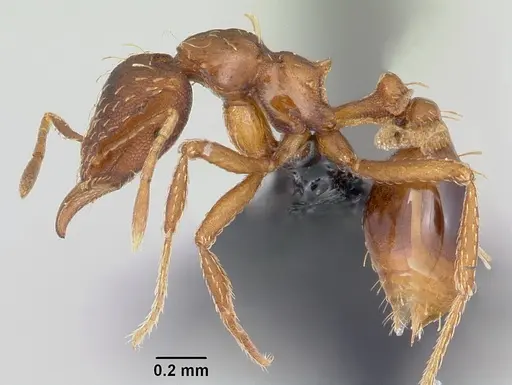 Strumigenys simoni - CASENT0060533