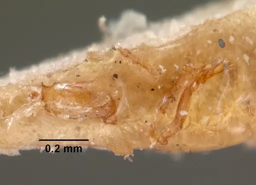 Strumigenys simoni - CASENT0102079