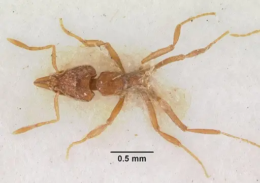 Strumigenys simoni - CASENT0102255