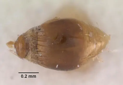 Strumigenys simoni - CASENT0102255