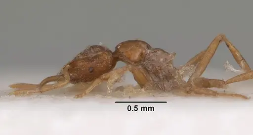 Strumigenys simoni - CASENT0102255